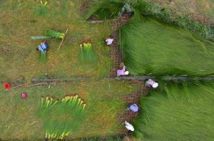 how tatami mats are made
