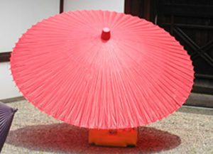japanese umbrella tree